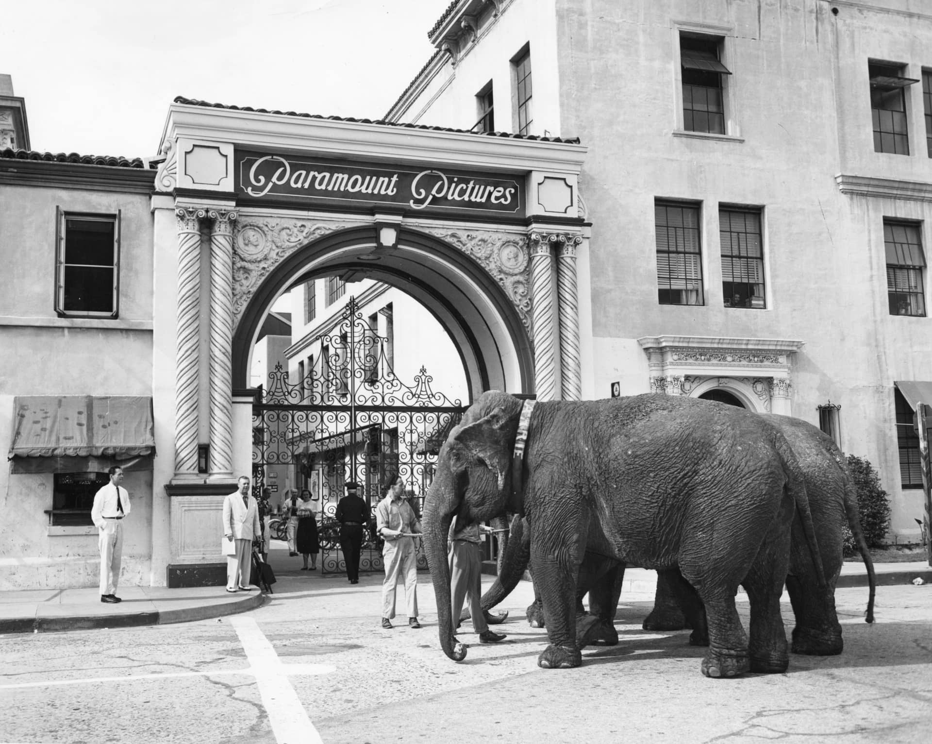 Elephants in front of studio gate of Paramount Pictures, Inc. located in Hollywood, Los Angeles, California, undated. Courtesy Margaret Herrick Library, Academy of Motion Picture Arts and Sciences.