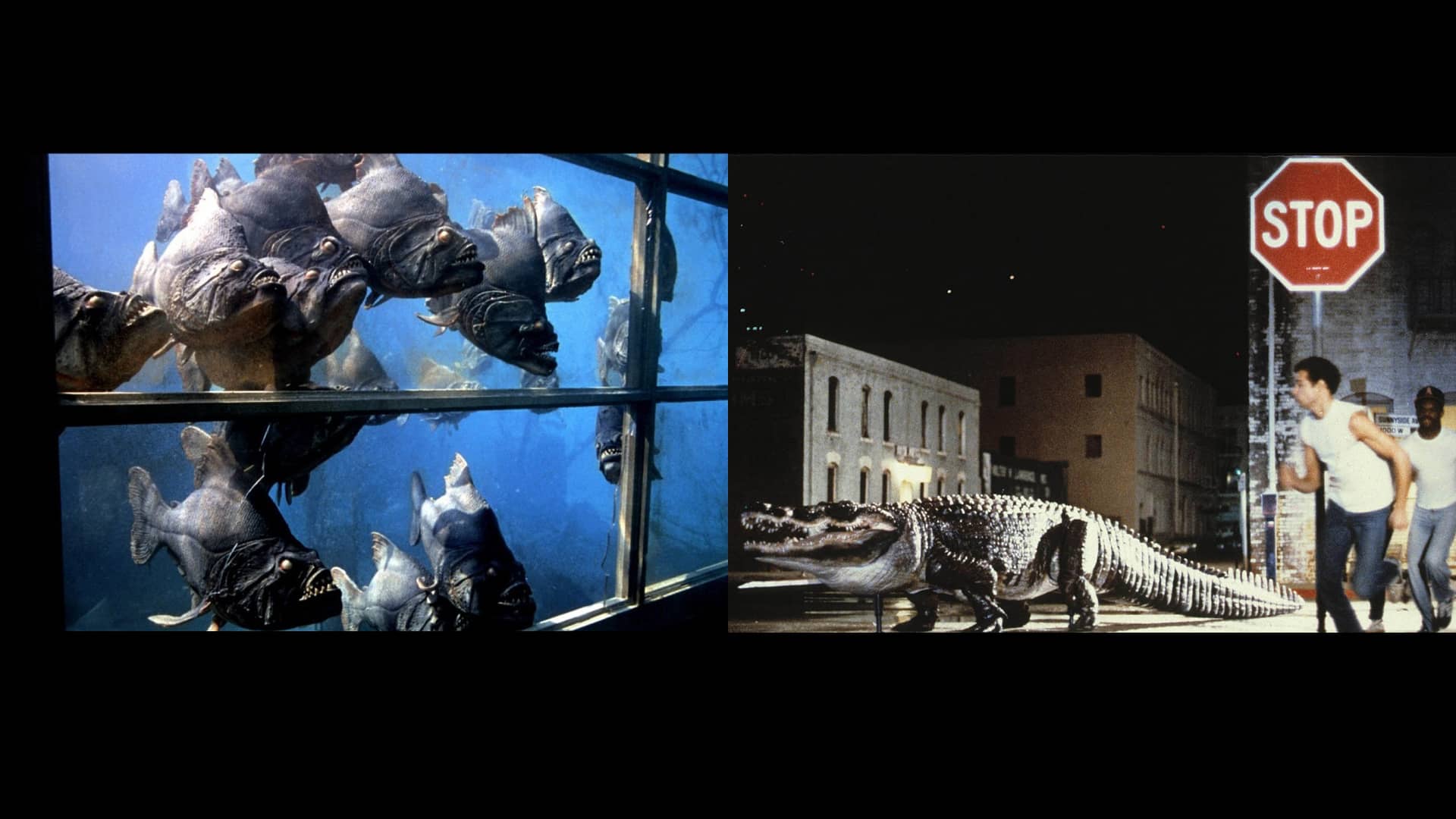 Piranha with Alligator