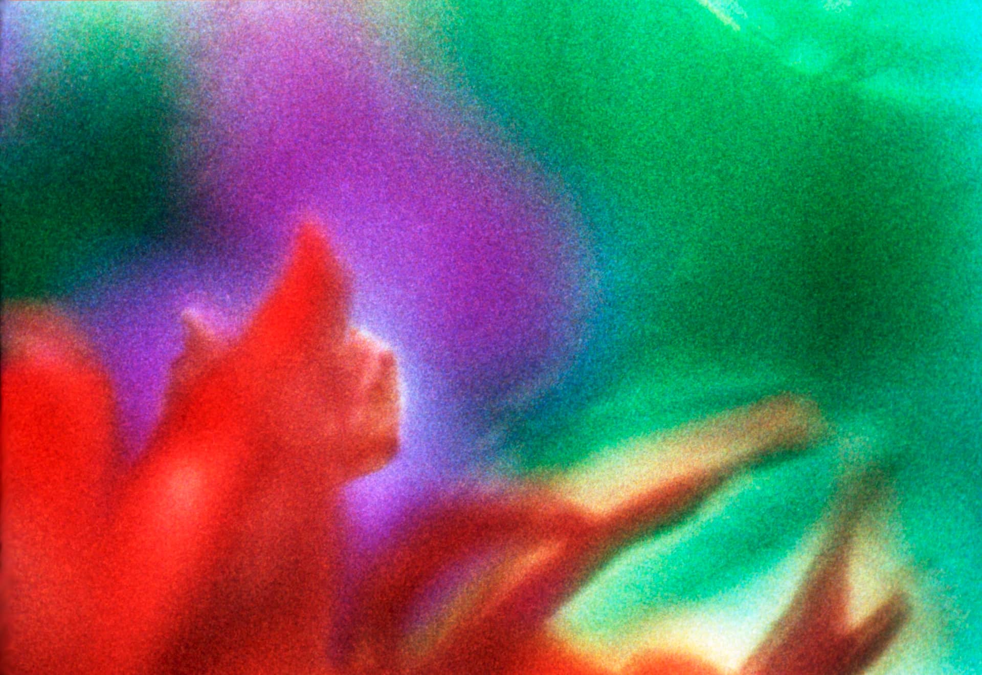 Betzy Bromberg Transparency